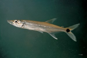 Acestrorhynchus microlepis