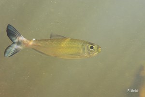 Bryconops affinis