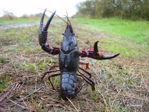 Procambarus clarkii