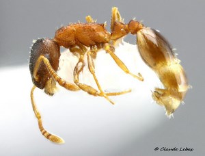 Temnothorax corticalis