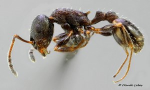 Temnothorax grouvellei