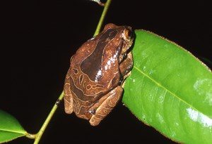 Trachycephalus coriaceus