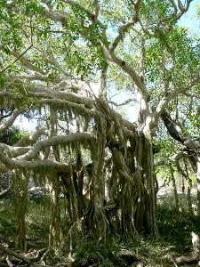 Ficus marmorata