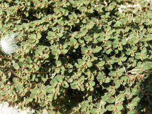 Euphorbia stoddartii