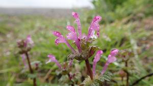 Lamium amplexicaule