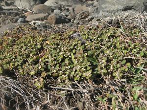 Euphorbia goliana