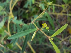 Euphorbia articulata
