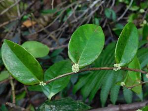 Tapura latifolia