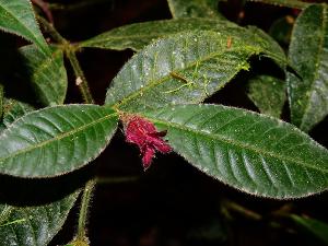 Psychotria viridibractea