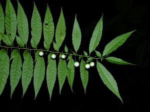 Solanum morii
