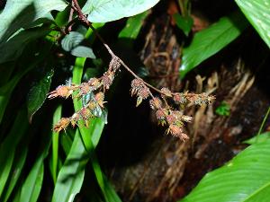 Sipanea wilson-brownei