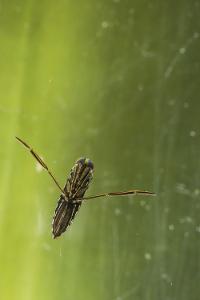 Anisops tahitiensis