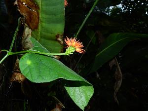 Gurania reticulata