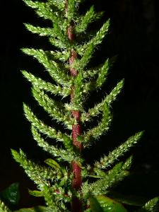 Amaranthus dubius