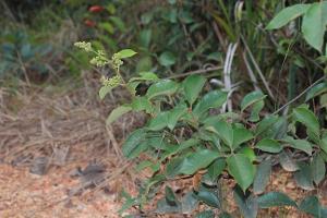 Trigonia reticulata