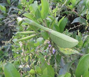 Macromantis ovalifolia