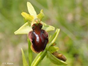 Ophrys aranifera subsp. aranifera