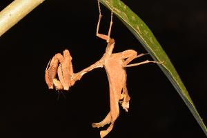Plesiacanthops tuberculata