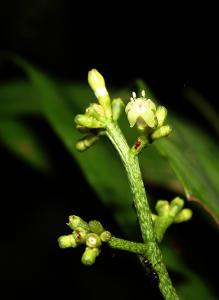 Psychotria perferruginea