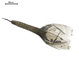 Entosthodon muhlenbergii