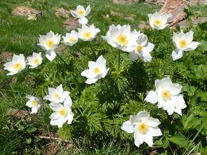 Anemone alpina subsp. alpina