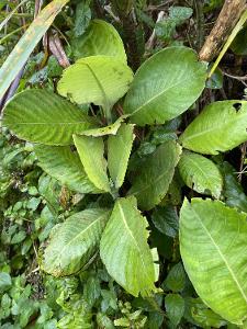 Psychotria taupotinii