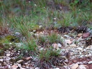 Armeria arenaria subsp. pradetensis