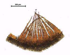 Grimmia ramondii