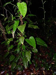 Philodendron ornatum