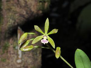 Encyclia guianensis