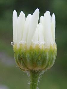 Leucanthemum pallens