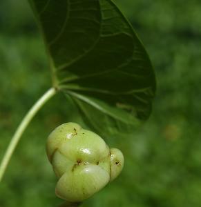 Ipomoea pes-caprae subsp. brasiliensis