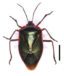 Rhyssocephala macdonaldi
