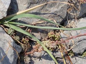 Allium acutiflorum