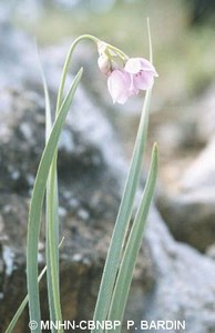 Allium narcissiflorum