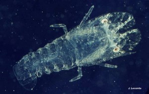 Scyllarus arctus